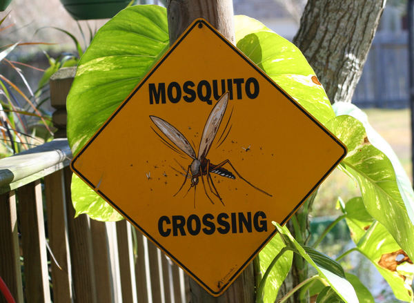 Mosquito vacation rental